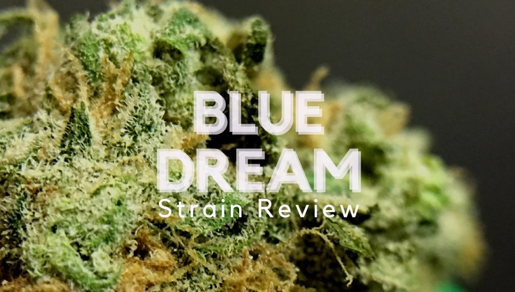 Blue Dream cannabis strain review