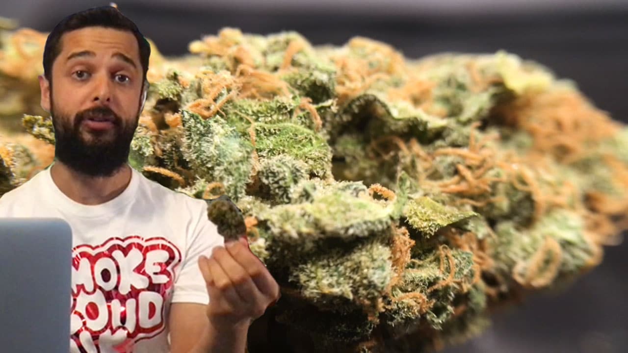 Bubble Gum cannabis strain review