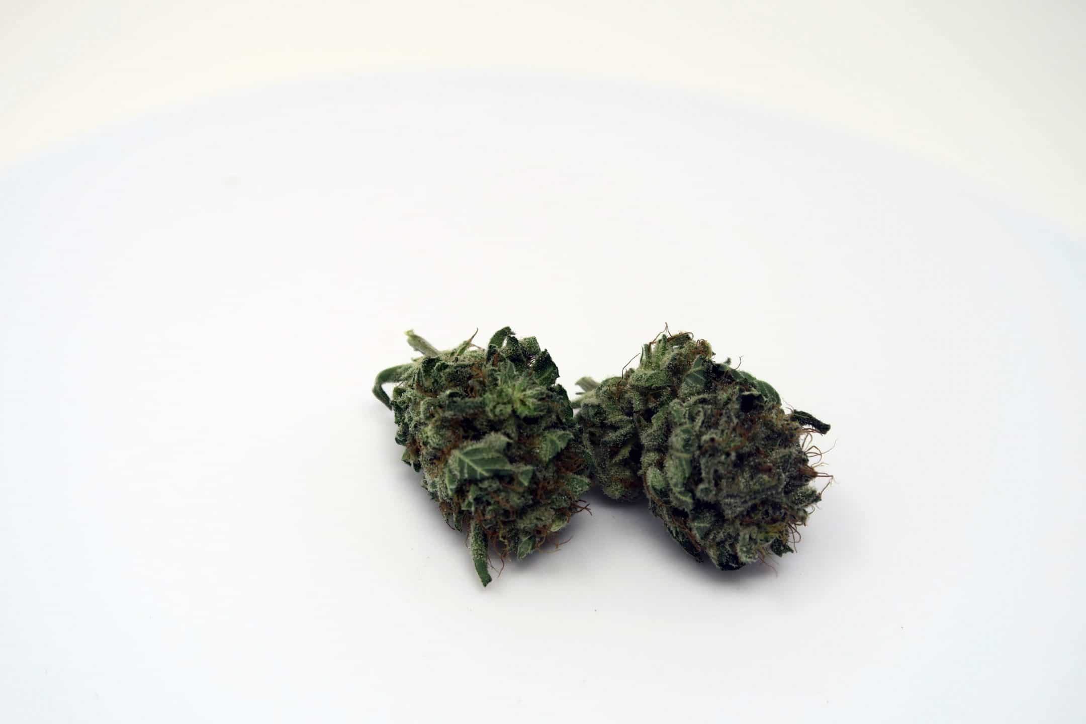 Candy Cream cannabis strain review