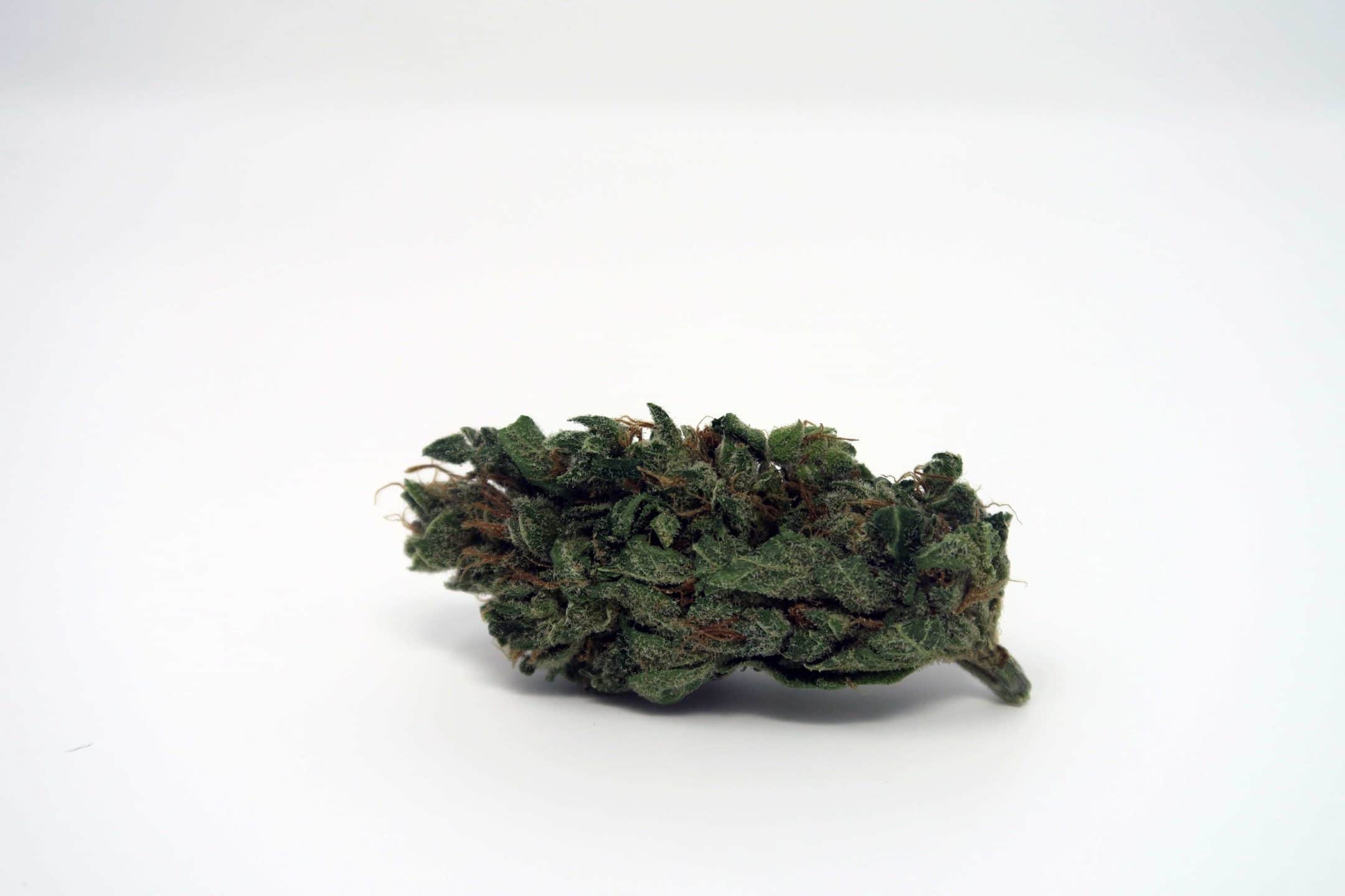 Cherry Bomb cannabis strain review