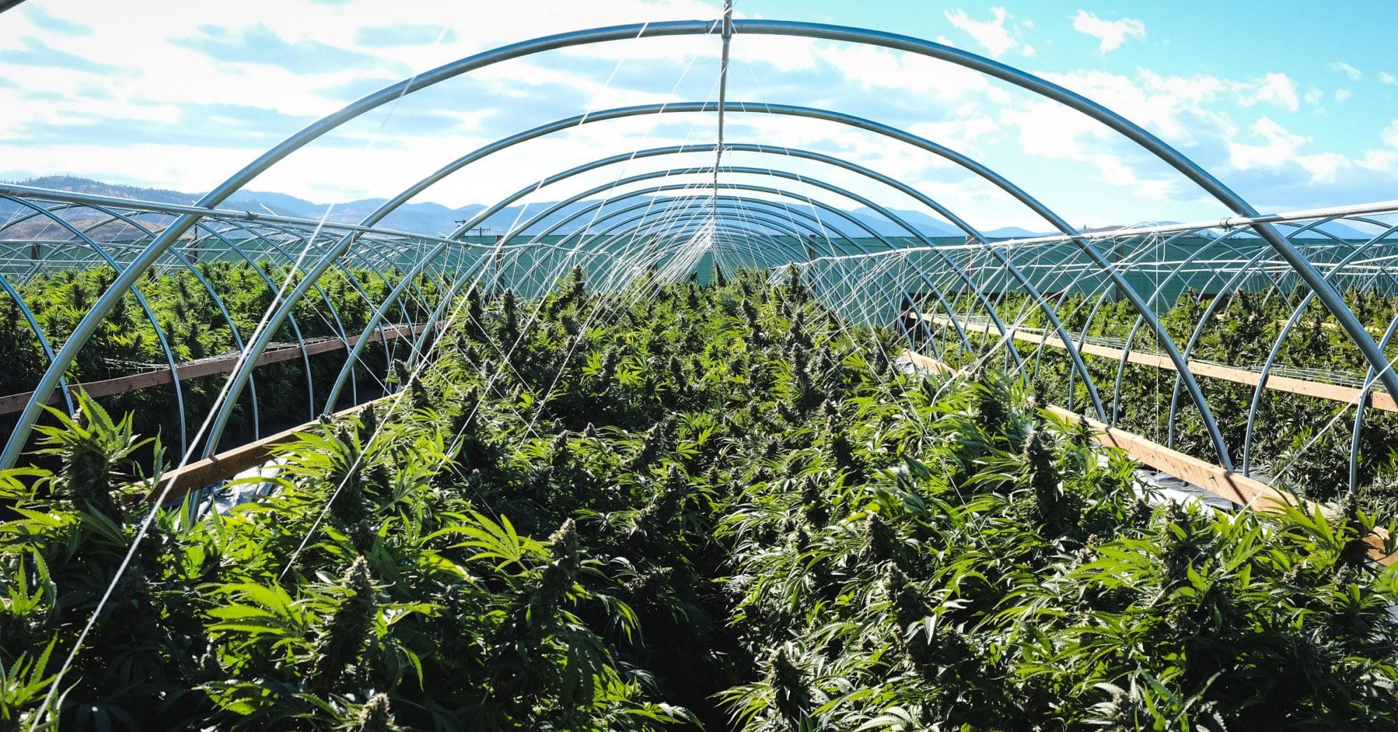 Farm Gas strain notes for patients