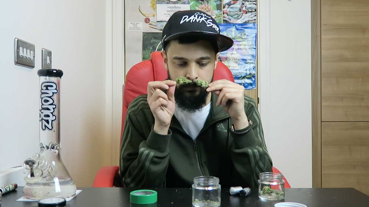 Gorilla Glue 4 cannabis strain review comparison