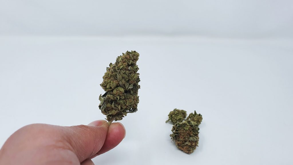 Phantom OG cannabis strain review information